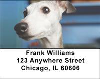 Elegant Whippets Address Labels