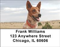 Tan Australian Cattle Dogs Address Labels
