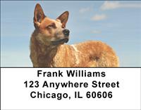 Tan Australian Cattle Dogs Address Labels