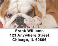 English Bulldogs Address Labels English Bulldogs Address Labels